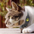 Sweet Southern Chic 🐾 Dog GPS Tracker Locator Device – Real-Time Pet Tracking with No Monthly Fees